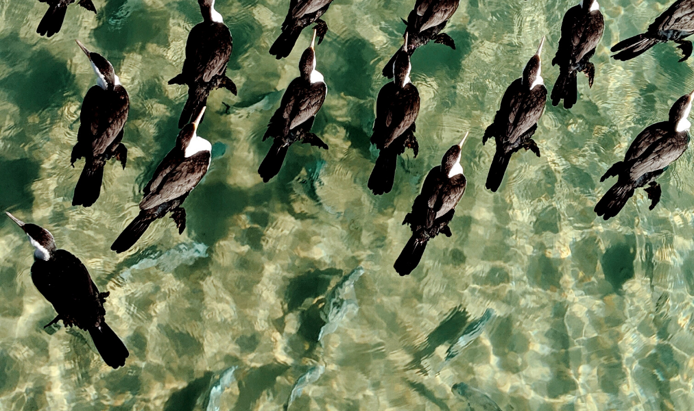 image of ducks and fish in water